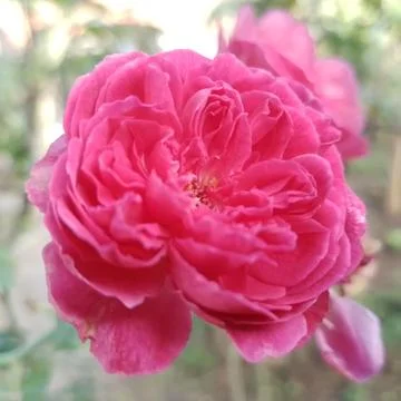 Red rose 스톡 사진