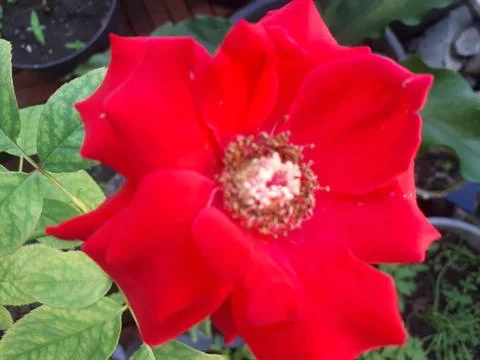 Red Rose Stock Photos