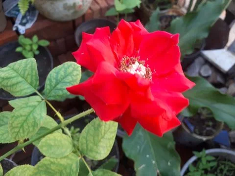 Red Rose Foto stock