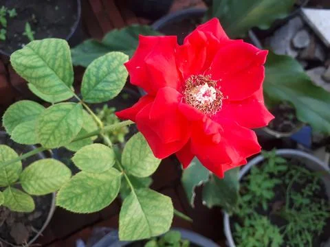 Red Rose Stock Photos