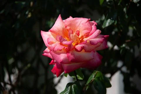 Red rose Foto stock