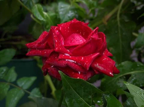 Red Rose Stock Photos