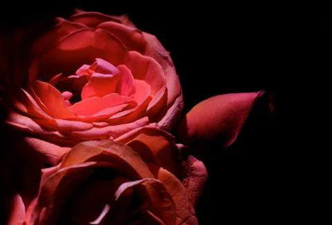 Red rose 스톡 사진