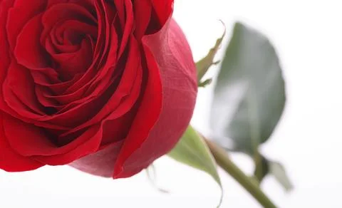 Red rose Stock Photos