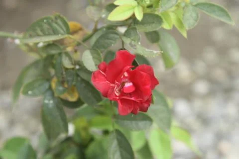 Red Rose 스톡 사진