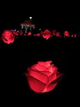 Red rose Stock Photos