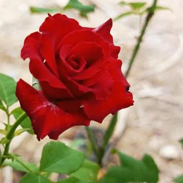 Red rose Stock Photos