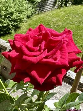 Red rose Stock Photos