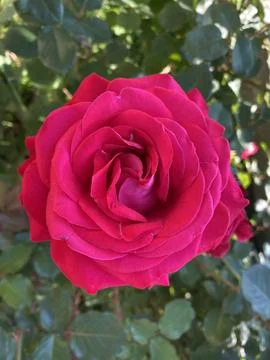 Red Rose Stock Photos
