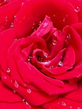 Red rose Stock Photos
