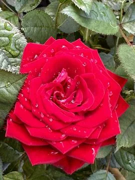 Red rose Stock Photos