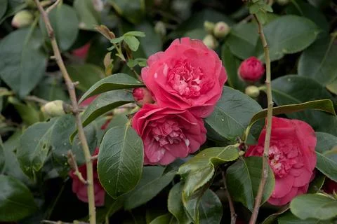 Red rose Foto stock