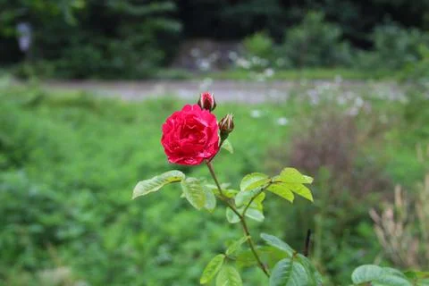 Red rose Stock Photos