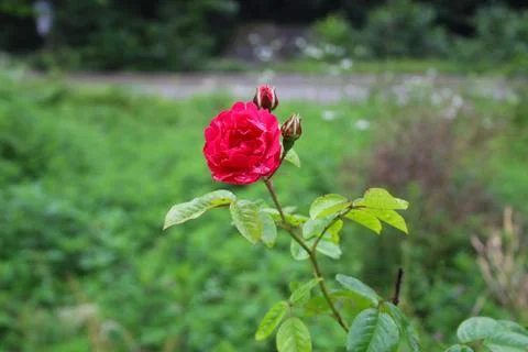 Red rose Stock Photos