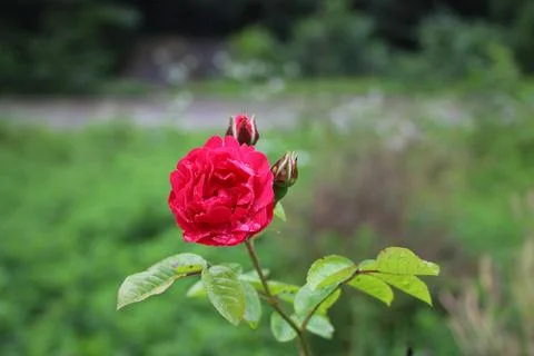 Red rose Stock Photos