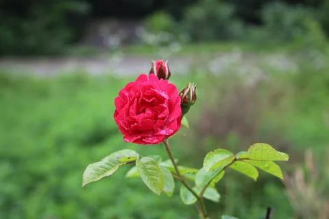 Red rose Stock Photos