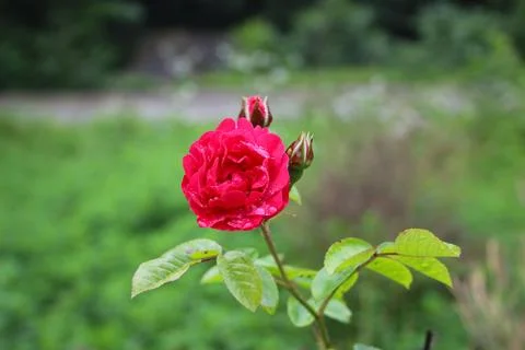 Red rose Stock Photos