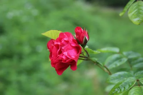 Red rose Stock Photos