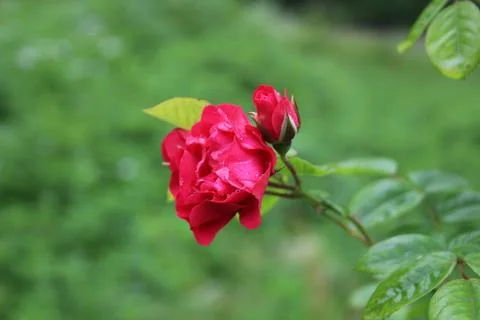 Red rose Stock Photos