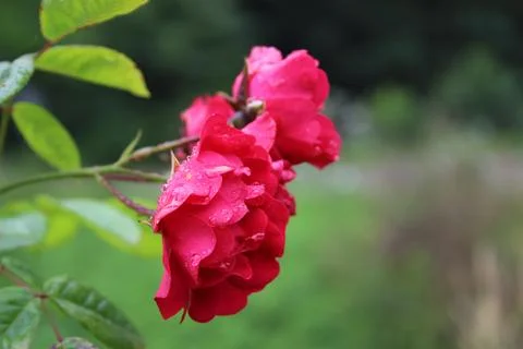 Red rose Stock Photos