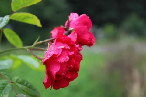 Red rose Stock Photos