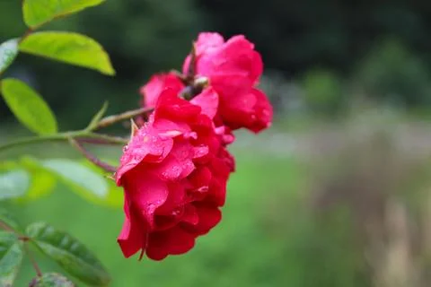 Red rose Stock Photos