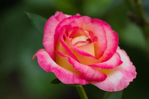 Red rose Stock Photos