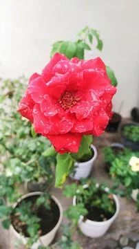 Red rose Stock Photos