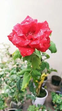 Red rose Stock Photos