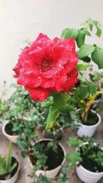 Red rose Stock Photos