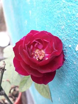 Red rose Stock Photos