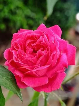 Red rose Stock Photos