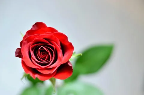 Red rose Foto stock