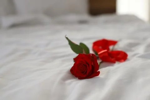 Red rose Stock Photos