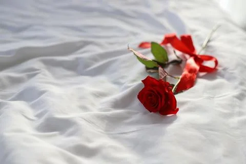 Red rose Stock Photos