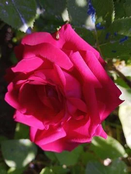 Red rose Stockfoto's