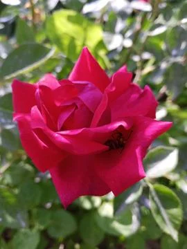 Red rose Stockfoto's