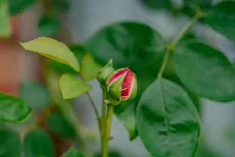 Red rose 写真素材