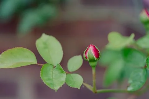 Red rose Stock Photos