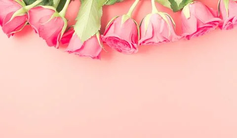 Red rose on a pink background Stock Photos