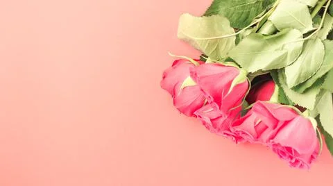 Red rose on a pink background Stock Photos