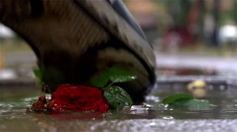 Red rose in puddle close up, man trampling flower and leaving, slow motion. Stock Footage 53769010