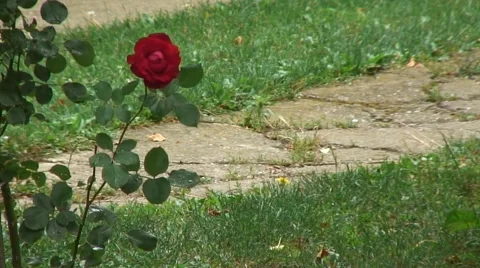 Red rose in the rain Stockbeeldmateriaal 41171907