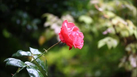 Red rose in the rain Stock Footage 156043976