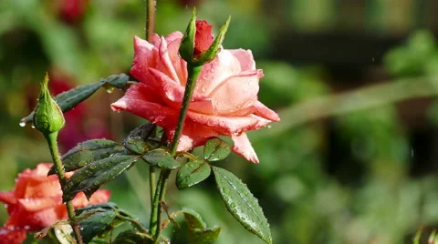 Red rose in the rain. Leaves in drops. Copy space for your text. 4K. Stock Footage