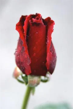 Red Rose in the Rain Stock Photos