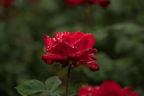 Red Rose in The Rain Stock Photos