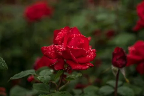 Red Rose in The Rain Stock Photos