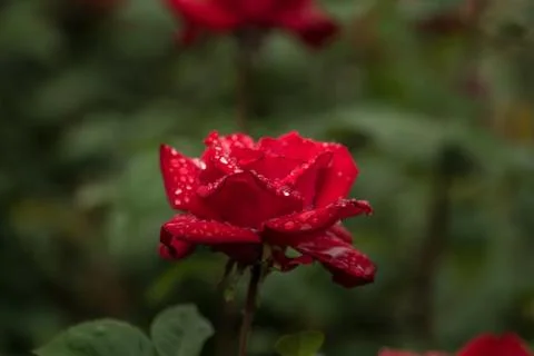 Red Rose in The Rain Stock Photos