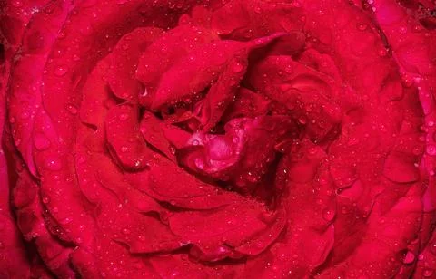 A red rose in the rain Stock Photos